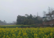 仁寿天气预报，晴雨之间，感受小城温度