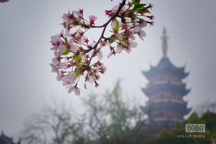 扬州明后二天天气，晴暖持续，春意渐浓