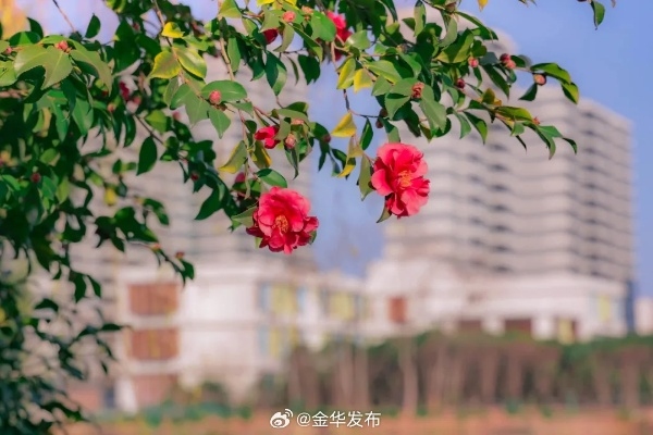浙江金华天气,四季流转中的江南韵致 浙江金华天气,四季流转中的江南韵致