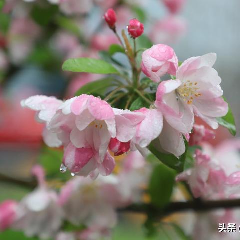 石家庄一周天气预报，气温起伏如坐过山车，周末或将迎来春雨